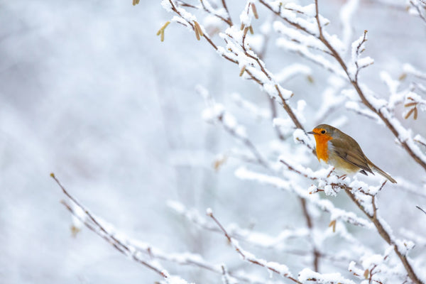 How to Create a Cosy Winter Glow at Home with Lighting Lover